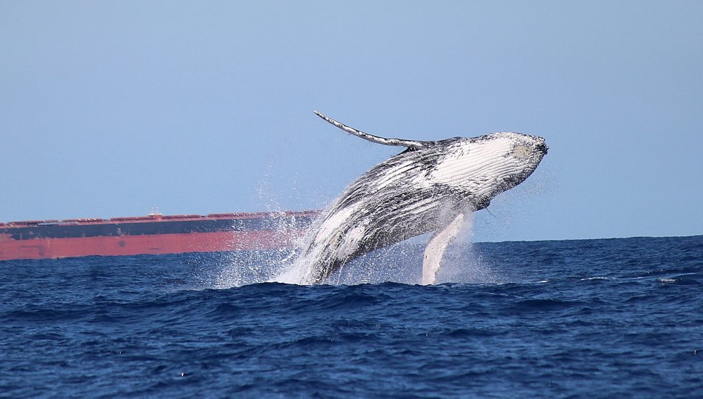 WHALE-1024x581.jpg