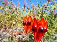 Wildflowers