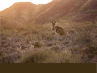 Native Flora and Fauna