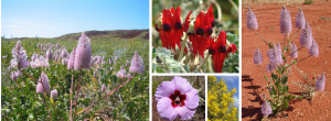 PILBARA FLORA. IMG1