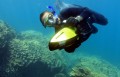 Snorkel Ningaloo